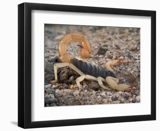 Desert Hairy Scorpion, Great Basin, Nevada, USA-Scott T^ Smith-Framed Photographic Print