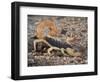 Desert Hairy Scorpion, Great Basin, Nevada, USA-Scott T^ Smith-Framed Photographic Print