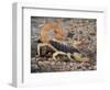 Desert Hairy Scorpion, Great Basin, Nevada, USA-Scott T^ Smith-Framed Photographic Print