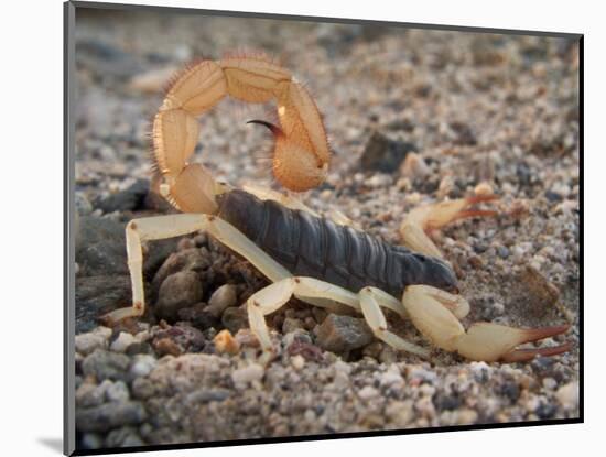 Desert Hairy Scorpion, Great Basin, Nevada, USA-Scott T^ Smith-Mounted Photographic Print