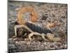Desert Hairy Scorpion, Great Basin, Nevada, USA-Scott T^ Smith-Mounted Photographic Print