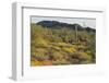 Desert Hill Covered in Scrub Plants-DLILLC-Framed Photographic Print