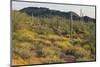 Desert Hill Covered in Scrub Plants-DLILLC-Mounted Photographic Print
