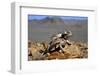 Desert Horned Lizard (Phrynosoma Platyrhinos) In Defensive Posture, Death Valley, California-Daniel Heuclin-Framed Photographic Print