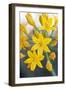 Desert hyacinth flower, Mexico-Claudio Contreras-Framed Photographic Print