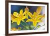 Desert hyacinth flower, Mexico-Claudio Contreras-Framed Photographic Print