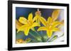 Desert hyacinth flower, Mexico-Claudio Contreras-Framed Photographic Print