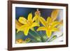 Desert hyacinth flower, Mexico-Claudio Contreras-Framed Photographic Print