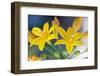 Desert hyacinth flower, Mexico-Claudio Contreras-Framed Photographic Print