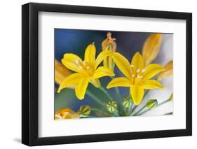 Desert hyacinth flower, Mexico-Claudio Contreras-Framed Photographic Print