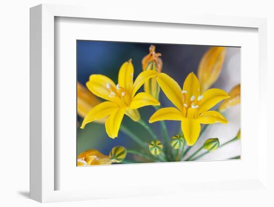 Desert hyacinth flower, Mexico-Claudio Contreras-Framed Photographic Print