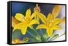 Desert hyacinth flower, Mexico-Claudio Contreras-Framed Stretched Canvas