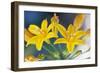 Desert hyacinth flower, Mexico-Claudio Contreras-Framed Photographic Print