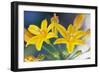 Desert hyacinth flower, Mexico-Claudio Contreras-Framed Photographic Print