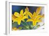 Desert hyacinth flower, Mexico-Claudio Contreras-Framed Photographic Print