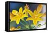 Desert hyacinth flower, Mexico-Claudio Contreras-Framed Stretched Canvas