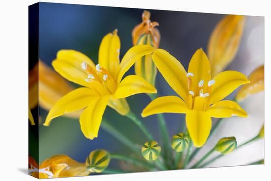 Desert hyacinth flower, Mexico-Claudio Contreras-Stretched Canvas