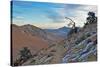 Desert II-Brian Kidd-Stretched Canvas