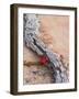 Desert Indian Paintbrush Flowers, Weathered Log in Zion National Park, Utah, USA-Chuck Haney-Framed Photographic Print