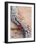 Desert Indian Paintbrush Flowers, Weathered Log in Zion National Park, Utah, USA-Chuck Haney-Framed Photographic Print