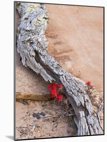 Desert Indian Paintbrush Flowers, Weathered Log in Zion National Park, Utah, USA-Chuck Haney-Mounted Photographic Print