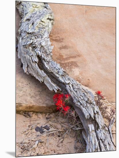 Desert Indian Paintbrush Flowers, Weathered Log in Zion National Park, Utah, USA-Chuck Haney-Mounted Photographic Print