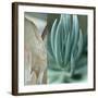 Desert Jewels I-Sidney Aver-Framed Art Print