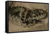 Desert King Snake-Joe McDonald-Framed Stretched Canvas