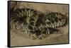 Desert King Snake-Joe McDonald-Framed Stretched Canvas