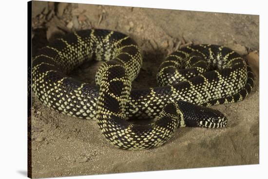 Desert King Snake-Joe McDonald-Stretched Canvas