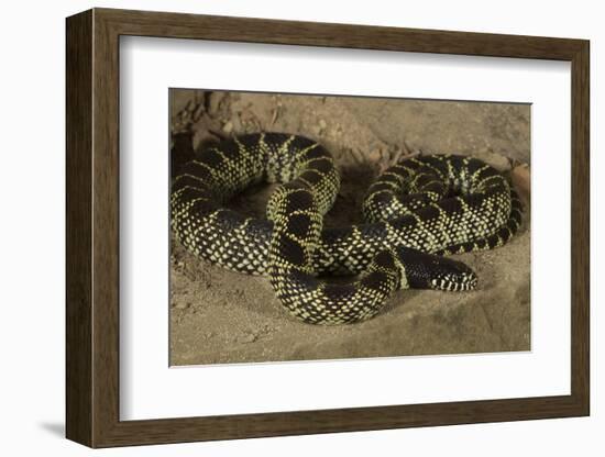 Desert King Snake-Joe McDonald-Framed Photographic Print