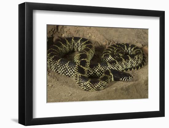 Desert King Snake-Joe McDonald-Framed Photographic Print