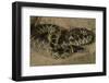 Desert King Snake-Joe McDonald-Framed Photographic Print