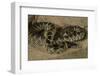 Desert King Snake-Joe McDonald-Framed Photographic Print