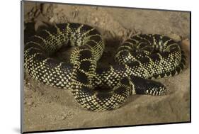 Desert King Snake-Joe McDonald-Mounted Photographic Print