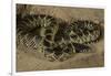 Desert King Snake-Joe McDonald-Framed Photographic Print