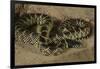Desert King Snake-Joe McDonald-Framed Photographic Print