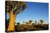 Desert Landscape at Sunrise with Granite Rocks and a Quiver Tree, Namibia-crystalfoto-Stretched Canvas