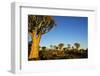 Desert Landscape at Sunrise with Granite Rocks and a Quiver Tree, Namibia-crystalfoto-Framed Photographic Print