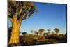 Desert Landscape at Sunrise with Granite Rocks and a Quiver Tree, Namibia-crystalfoto-Mounted Photographic Print