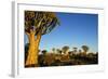 Desert Landscape at Sunrise with Granite Rocks and a Quiver Tree, Namibia-crystalfoto-Framed Photographic Print