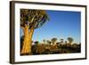 Desert Landscape at Sunrise with Granite Rocks and a Quiver Tree, Namibia-crystalfoto-Framed Photographic Print