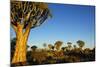 Desert Landscape at Sunrise with Granite Rocks and a Quiver Tree, Namibia-crystalfoto-Mounted Photographic Print