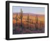 Desert Light I-Tim O'toole-Framed Art Print