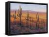 Desert Light I-Tim O'toole-Framed Stretched Canvas