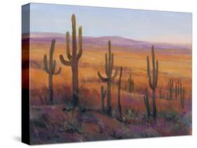 Desert Light I-Tim O'toole-Stretched Canvas