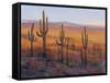 Desert Light I-Tim O'toole-Framed Stretched Canvas