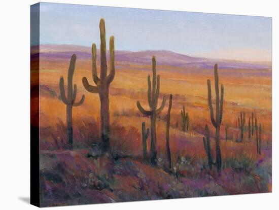 Desert Light I-Tim O'toole-Stretched Canvas