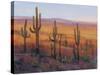 Desert Light I-Tim O'toole-Stretched Canvas