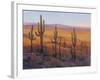 Desert Light I-Tim O'toole-Framed Art Print